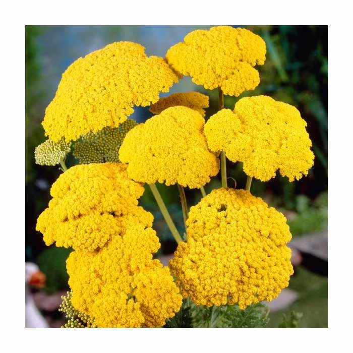 Achillea Collection | 4 x 10.5cm Pots 3 Achillea Collection | 4 x 10.5cm Pots - Image 3