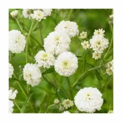 Achillea Collection | 4 x 10.5cm Pots 8 Achillea Collection | 4 x 10.5cm Pots -Yellow Plants Store P5000COL8 add image 3 7125