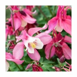 Aquilegia Collection | 4 x 10.5cm Pots -Yellow Plants Store P5000COL9 add image 2 3d25