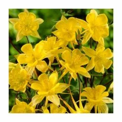 Aquilegia Collection | 4 x 10.5cm Pots -Yellow Plants Store P5000COL9 add image 3 922e