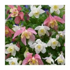 Aquilegia Collection | 4 x 10.5cm Pots -Yellow Plants Store P5000COL9 add image 4 a4a5