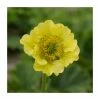 Geum 'Banana Daquiri' | 2L Pot