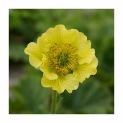 Geum 'Banana Daquiri' | 2L Pot