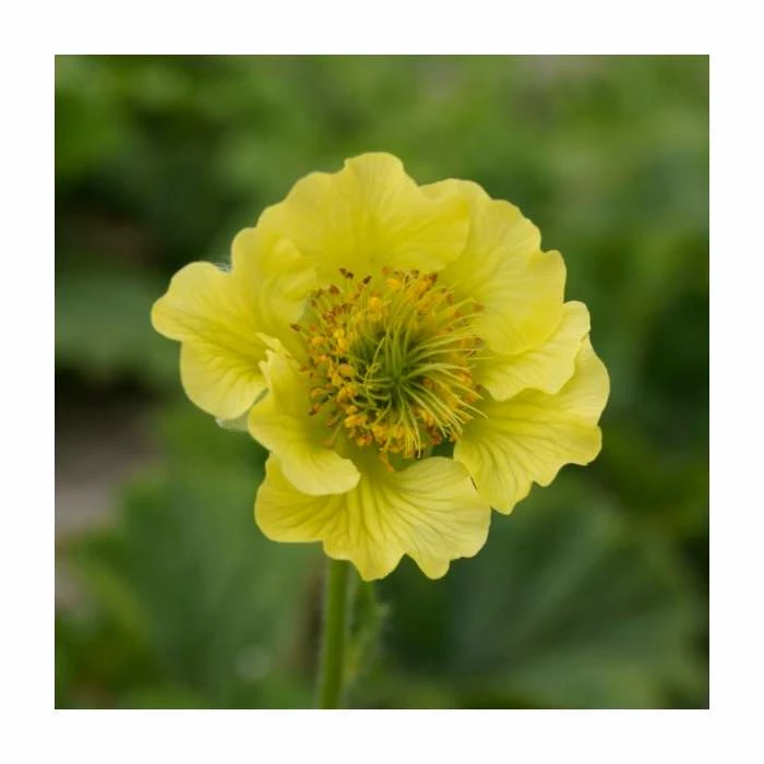 Geum 'Banana Daquiri' | 2L Pot 1 Geum 'Banana Daquiri' | 2L Pot