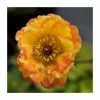 Geum 'Tequila Sunrise' | 2L Pot