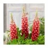 Lupin 'Bishops Tipple' | 5L Pot | West Country