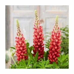 Lupin 'Bishops Tipple' | 5L Pot | West Country