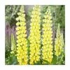 Lupin 'Desert Sun' | 5L Pot | West Country