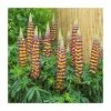 Lupin 'Manhattan Lights' | 5L Pot | West Country