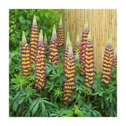 Lupin 'Manhattan Lights' | 5L Pot | West Country