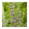Salvia 'East Friesland' | 3L Pot