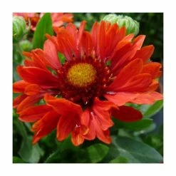 Gaillardia 'Celebrations' | 3L Pot