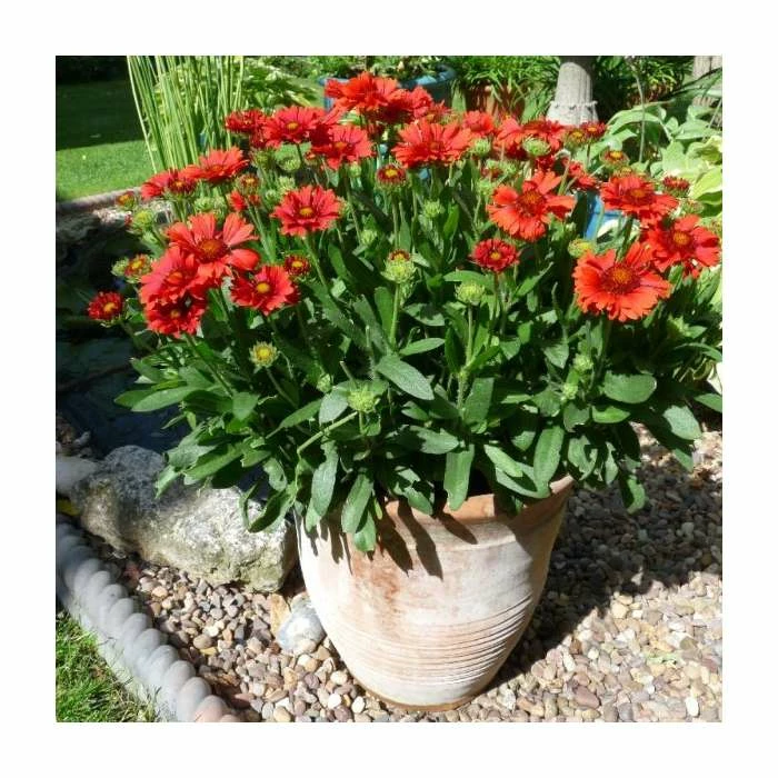 Gaillardia 'Celebrations' | 3L Pot 2 Gaillardia 'Celebrations' | 3L Pot - Image 2