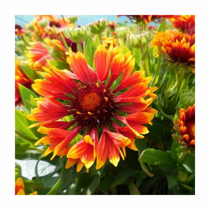 Gaillardia × grandiflora 'Sunset Flash' | Blanket Flower 1 Gaillardia × grandiflora 'Sunset Flash' | Blanket Flower