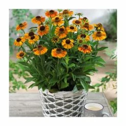 Helenium 'Short n Sassy' | 3L Pot -Yellow Plants Store P50220 add image 2 c8ce