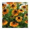 Helenium 'Short n Sassy' | 3L Pot