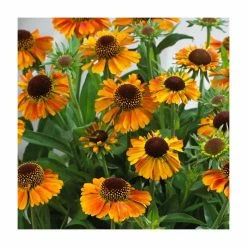 Helenium 'Short n Sassy' | 3L Pot