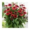 Echinacea 'SunSeekers Red Improved' | 3L Pot