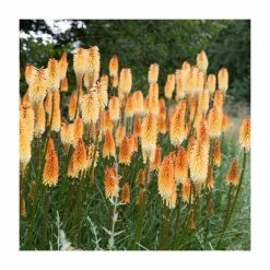 Kniphofia 'Pyromania Backdraft' | 3L Pot