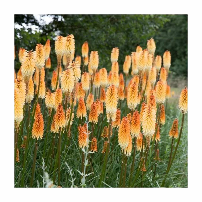 Kniphofia 'Pyromania Backdraft' | 3L Pot 1 Kniphofia 'Pyromania Backdraft' | 3L Pot