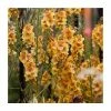 Verbascum 'Honey Dijon' | 3L Pot