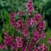 Verbascum 'Plum Smokey' | 3L Pot