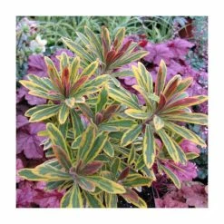 Euphorbia 'Ascot Rainbow' | 13cm Pot