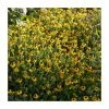 Rudbeckia 'American Gold Rush' | 13cm Pot