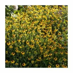 Rudbeckia 'American Gold Rush' | 13cm Pot