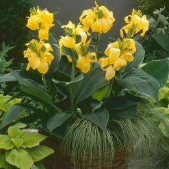Canna 'Canova Yellow' | 2L Pot