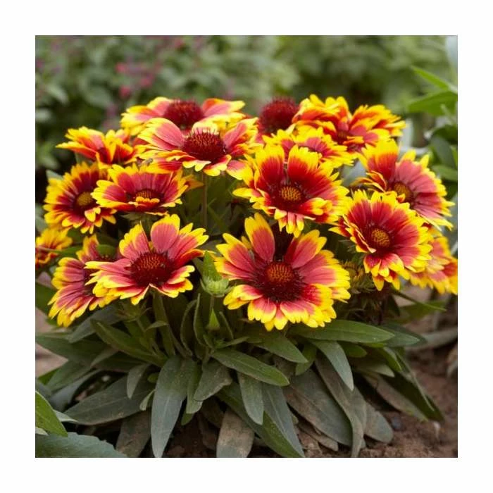 Gaillardia 'Arizona Sun' | 13m Pot 1 Gaillardia 'Arizona Sun' | 13m Pot