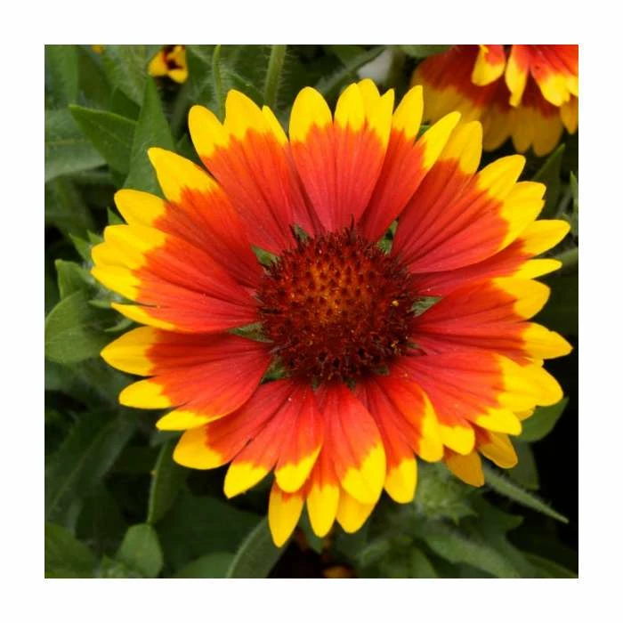 Gaillardia 'Arizona Sun' | 13m Pot 2 Gaillardia 'Arizona Sun' | 13m Pot - Image 2