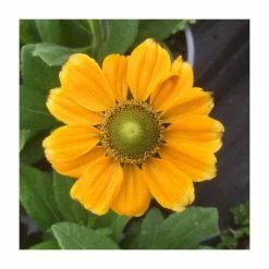 Rudbeckia 'Summerdaisies Yellow' | Rudbeckia X Gaillardia | 3L Pot -Yellow Plants Store P50490 add image 1 fa71