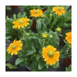 Rudbeckia 'Summerdaisies Yellow' | Rudbeckia X Gaillardia | 3L Pot