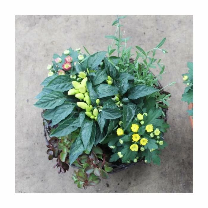 30cm Autumn Hanging Basket | Chilli, Lavender, Grass, and Chrysanthemum Plants 2 30cm Autumn Hanging Basket | Chilli, Lavender, Grass, and Chrysanthemum Plants - Image 2