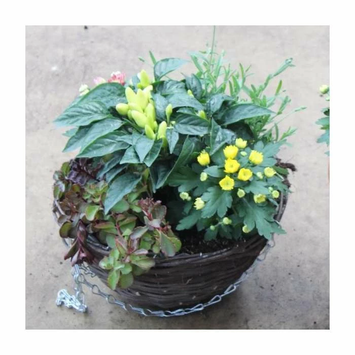 30cm Autumn Hanging Basket | Chilli, Lavender, Grass, and Chrysanthemum Plants 3 30cm Autumn Hanging Basket | Chilli, Lavender, Grass, and Chrysanthemum Plants - Image 3