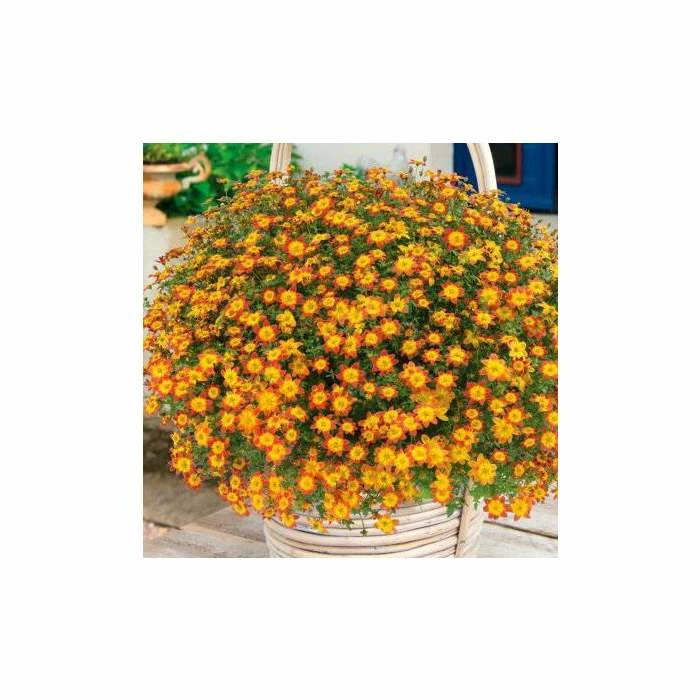Bidens 'Blazing Fire'| Bedding | Pack Of 5 Large Plug Plants 2 Bidens 'Blazing Fire'| Bedding | Pack Of 5 Large Plug Plants - Image 2