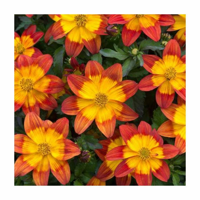 Bidens 'Blazing Fire'| Bedding | Pack Of 5 Large Plug Plants 1 Bidens 'Blazing Fire'| Bedding | Pack Of 5 Large Plug Plants