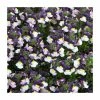 Nemesia Sundae 'Blueberry Ice' | Bedding | 5 x Large Plugs