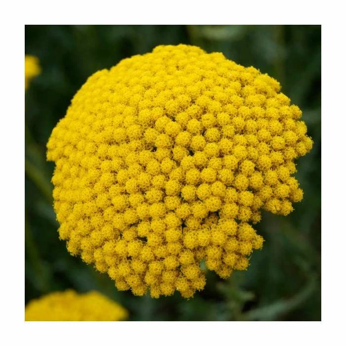 Achillea filipendulina 'Cloth of Gold' | 10.5cm Pot 1 Achillea filipendulina 'Cloth of Gold' | 10.5cm Pot