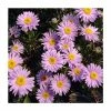Aster Alpinus 'Happy End' | 10.5cm Pot