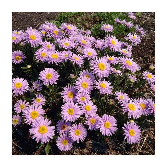Aster Alpinus 'Happy End' | 10.5cm Pot 2 Aster Alpinus 'Happy End' | 10.5cm Pot - Image 2