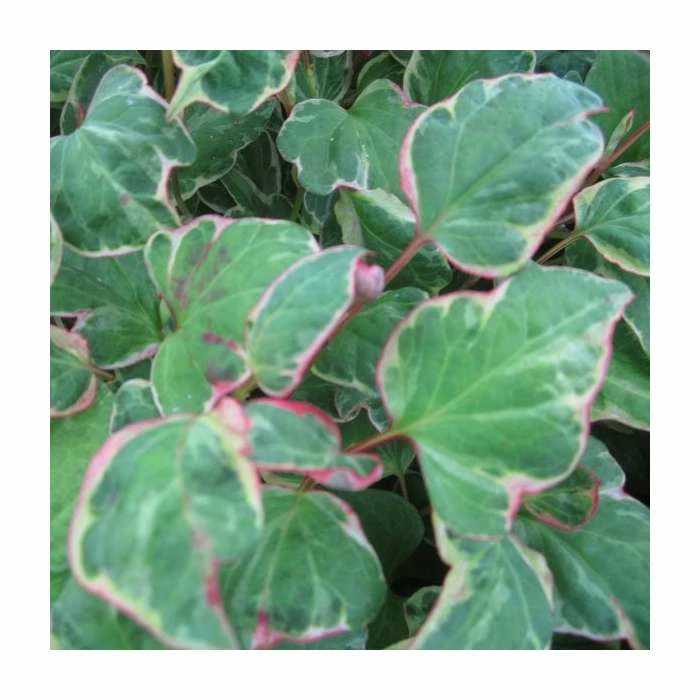 3x Heart Shaped Houttuynia Houttuynia cordata - 9cm Pots 2 3x Heart Shaped Houttuynia Houttuynia cordata - 9cm Pots - Image 2