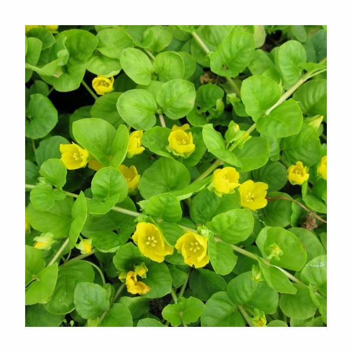 Creeping Jenny | Lysimachia nummularia 1 Creeping Jenny | Lysimachia nummularia
