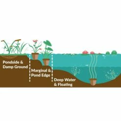 Lesser Spearwort | Ranunculus flammula -Yellow Plants Store PL0619 add image 1 16d2