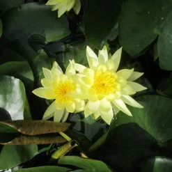 Nymphaea 'Joey Tomocik' | Water Lily 8 Nymphaea 'Joey Tomocik' | Water Lily -Yellow Plants Store PL0653 add image 2 8d1a