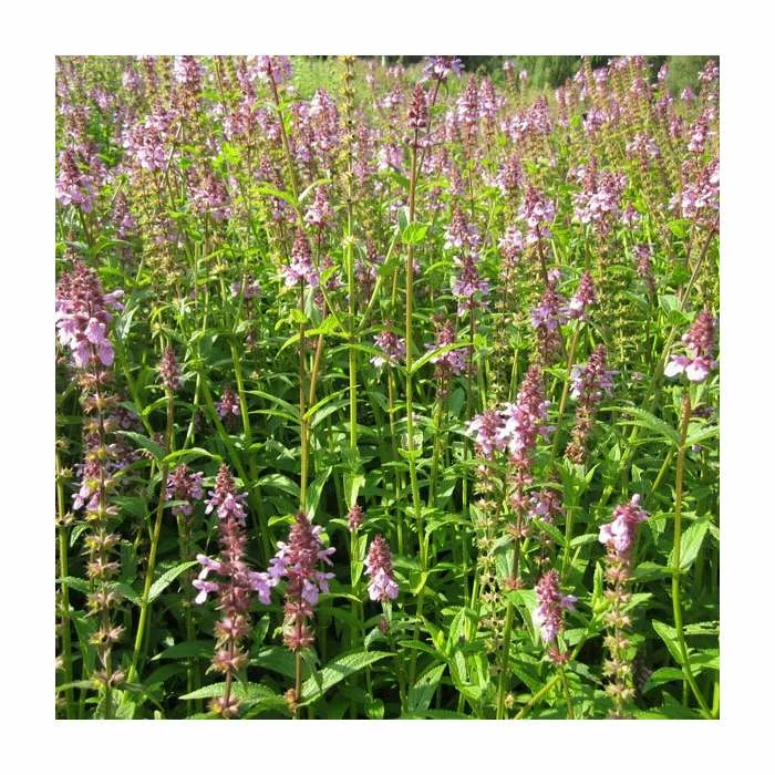 Marsh Woundwort | Stachys palustris 2 Marsh Woundwort | Stachys palustris - Image 2