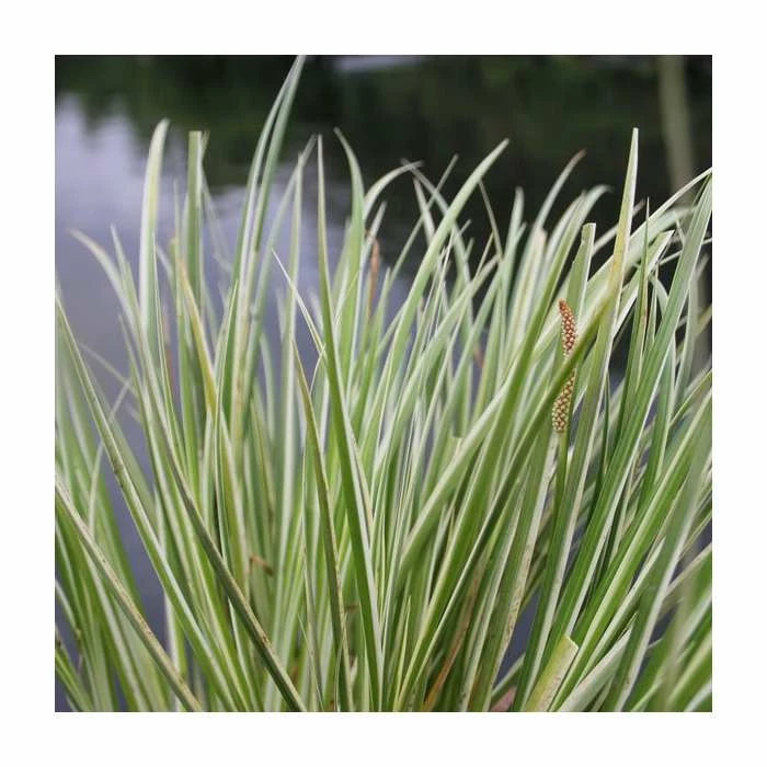 Variegated Slender Sweet Flag | Gramineus variegatus 2 Variegated Slender Sweet Flag | Gramineus variegatus - Image 2