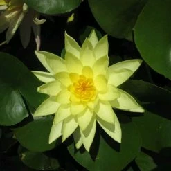 Nymphaea 'Marliacea 'Chromatella' | Water Lily -Yellow Plants Store PL0759 add image 1 ad56