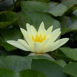 Nymphaea 'Marliacea 'Chromatella' | Water Lily -Yellow Plants Store PL0759 add image 2 6f4b